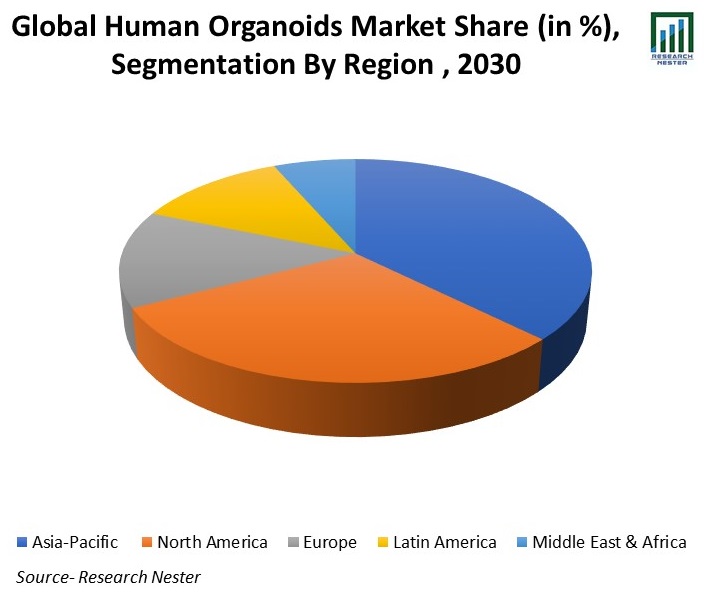 Global-Human-Organoids-Market-Share