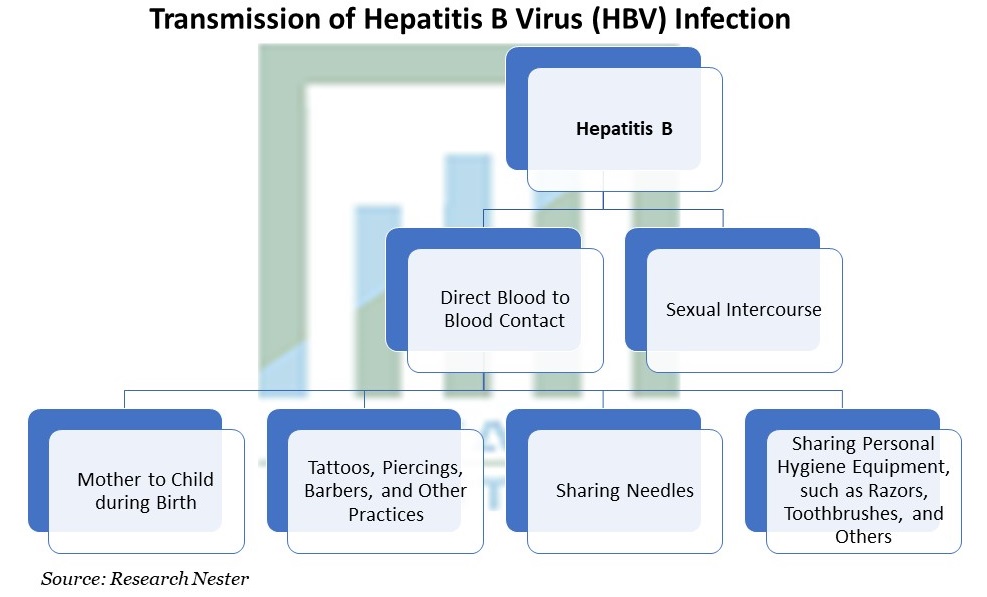 Transmission of Hepatitis B Virus (HBV) Infection